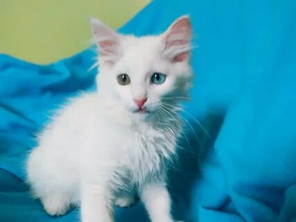Ангора котята