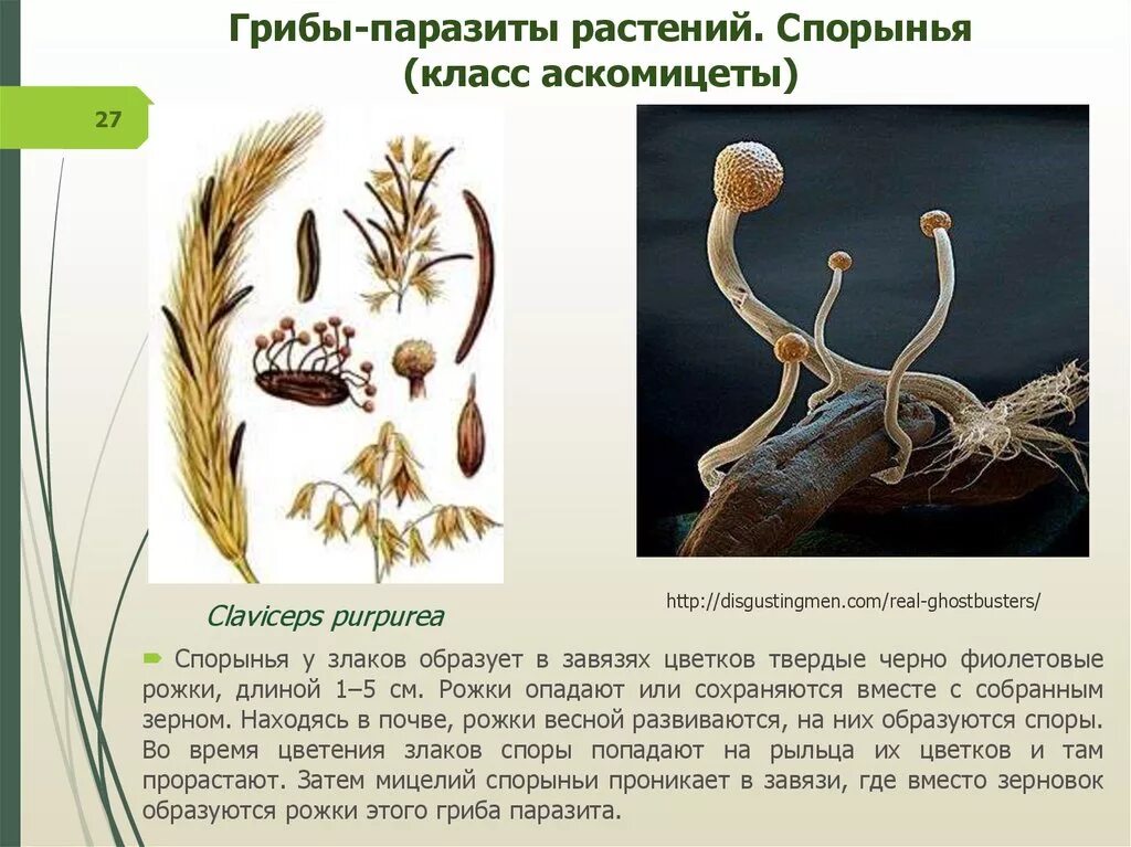 Паразиты сообщение по биологии 5 класс