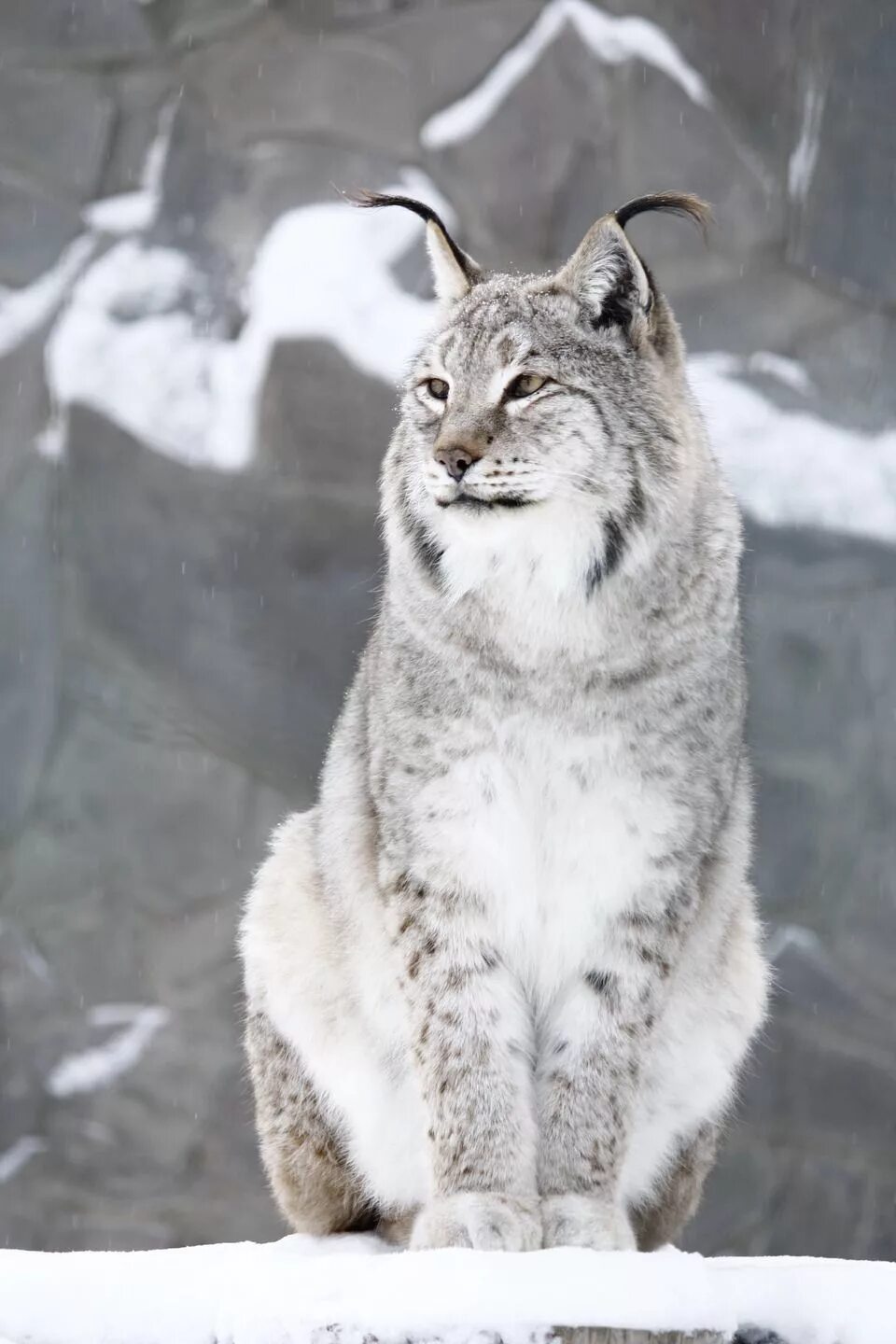 Lynx, Animals, Painting