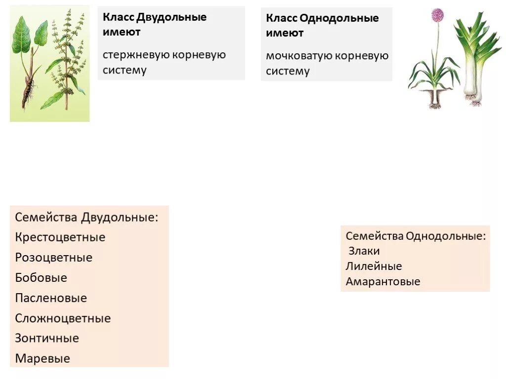 Класс двудольные корневая система. Класс двудольные семейства бобовые Пасленовые Сложноцветные. Семейства класса Однодольные. Семейство крестоцветные Розоцветные Пасленовые. Спаржа однодольное или двудольное растение