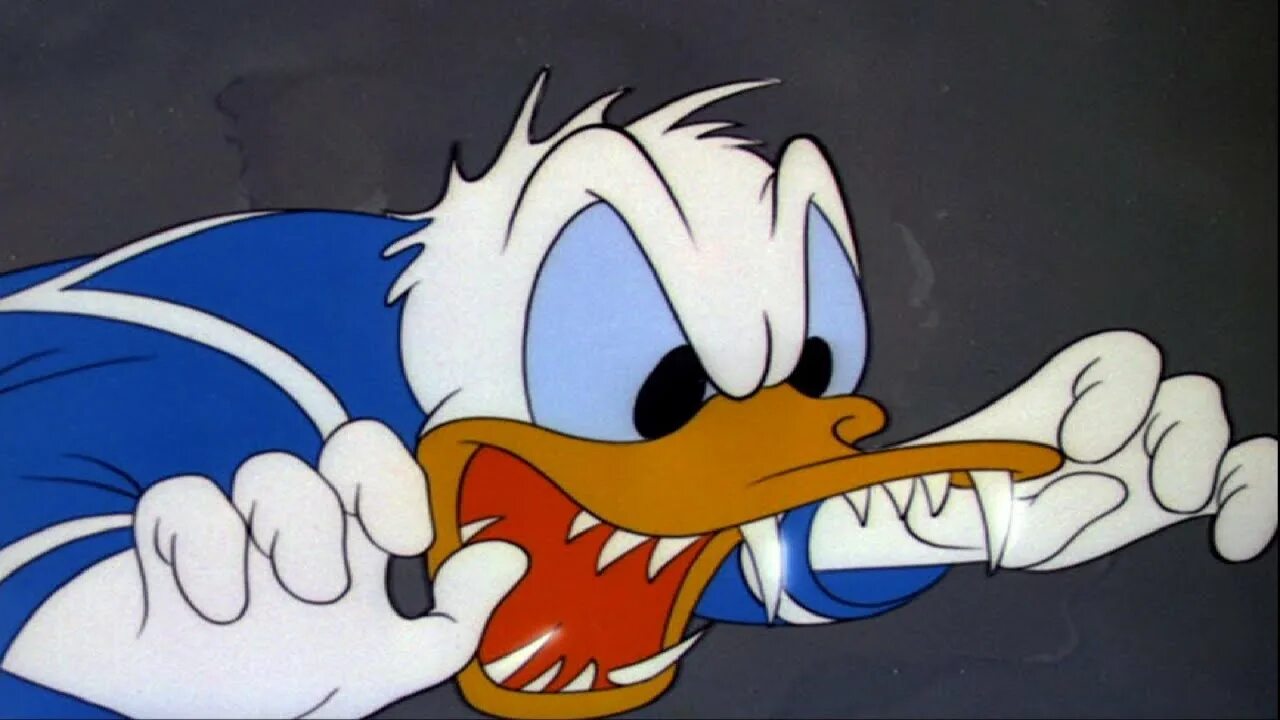 Donald "fauntleroy" duck. Real life donald duck. Real life donald duck. Real life donald duck. Прикольные утки.