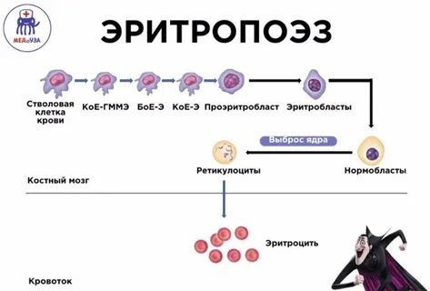 Эритропоэз