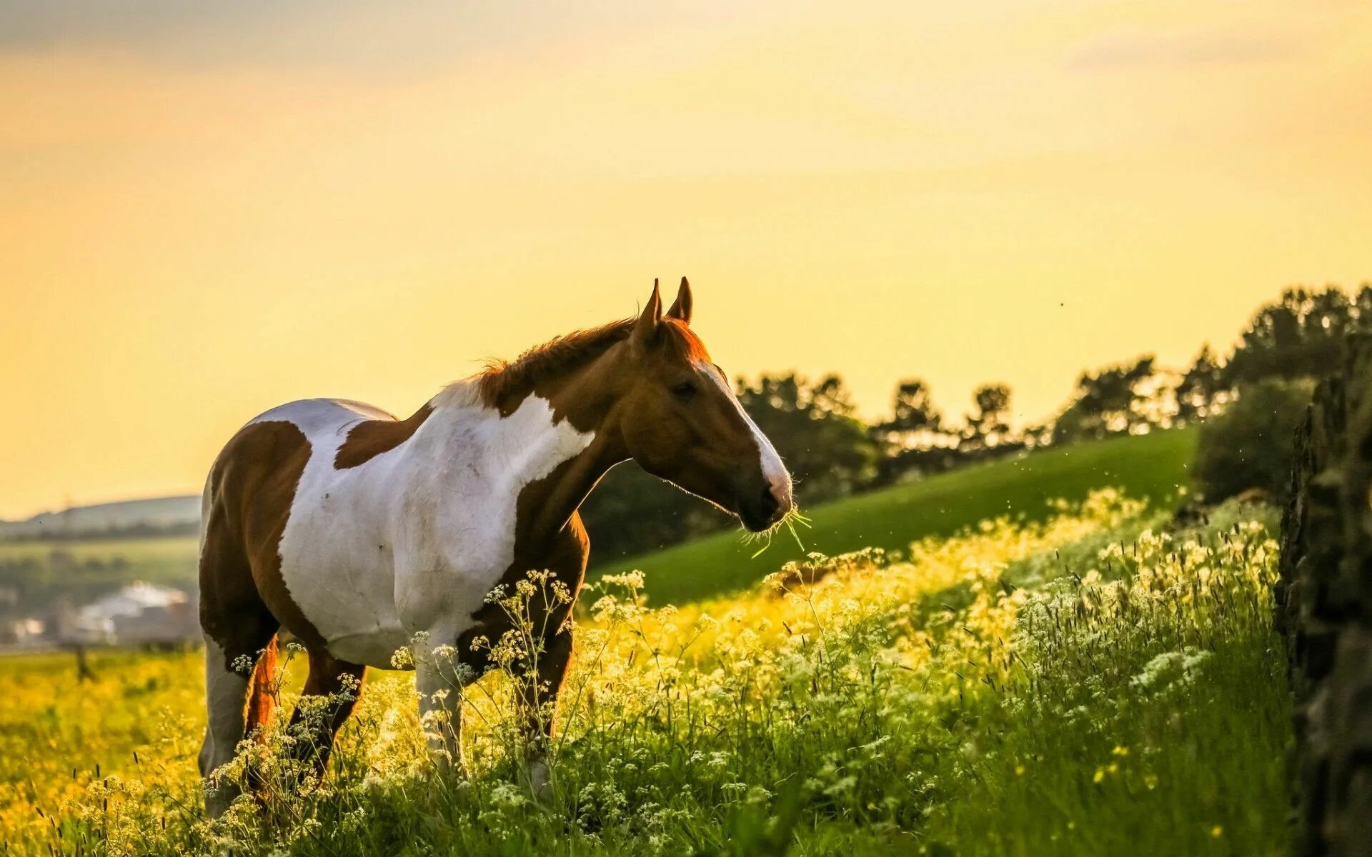 Horses fall. Конь в поле. Лошадь в поле. Лошади на природе. Обои лошади.