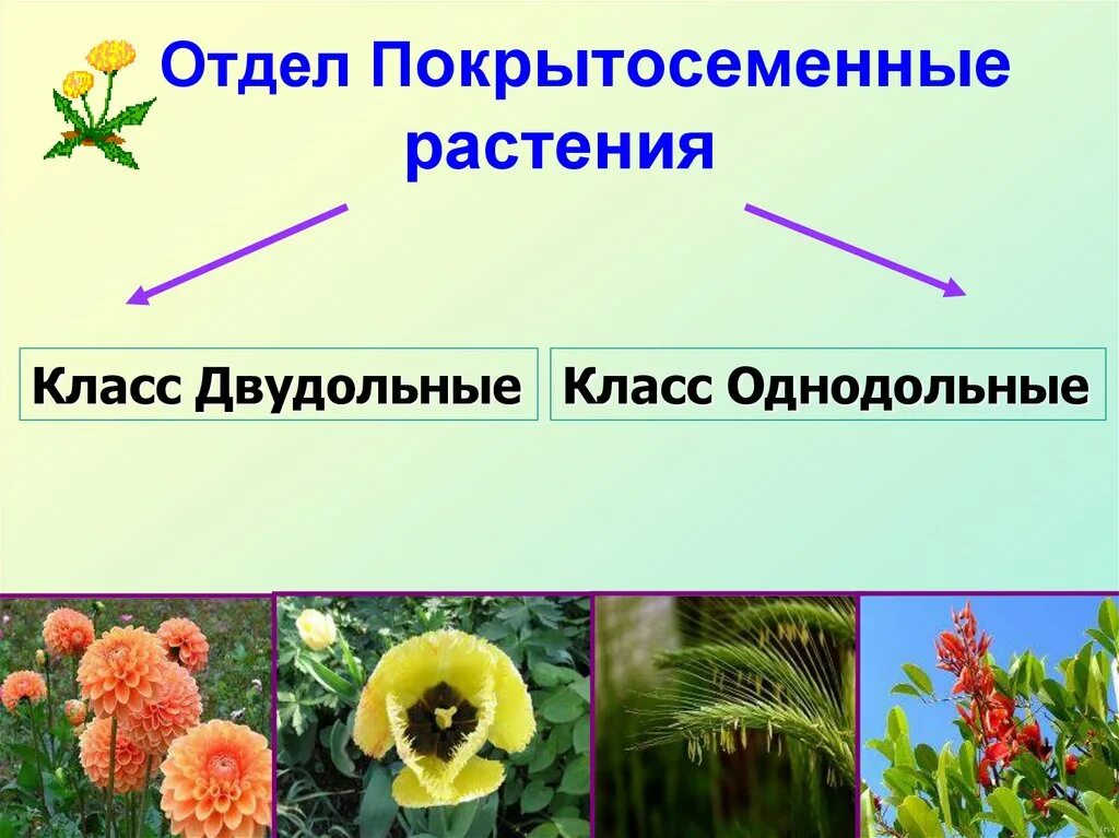 Покрытосеменные отличия. Плауны, мхи, папоротники, Покрытосеменные.. Отдел Покрытосеменные цветковые. Покрытосеменных цветковых растений. Покрытосеменные цветковые растения двудольные.