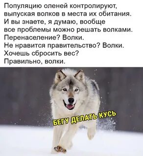 Почему волк