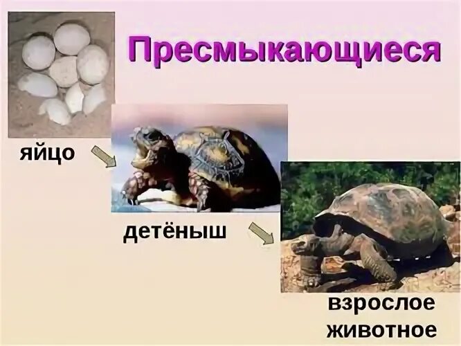 Рабочий лист размножение и развитие животных Shtampik.com