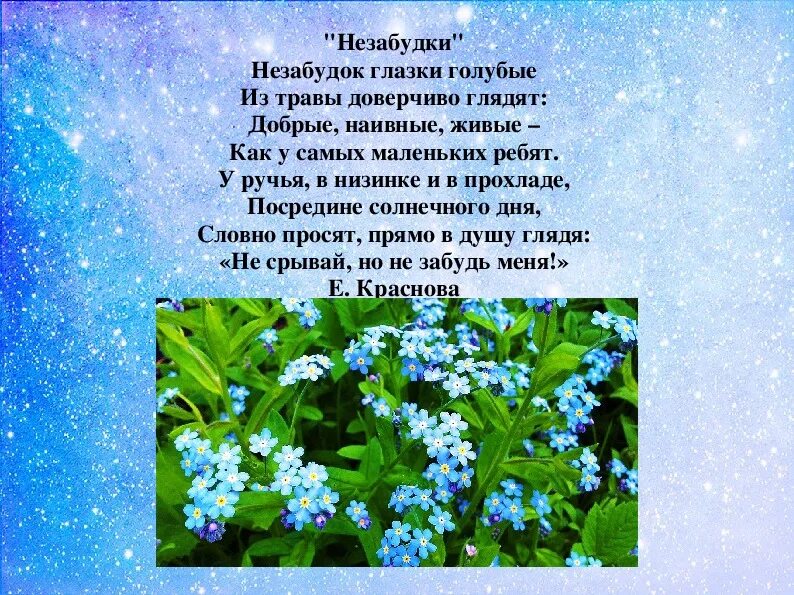 Незабудка написано. Стихи про незабудки. Стихотворение про незабудку. Незабудка для дошкольников. Стихи о цветах незабудках.