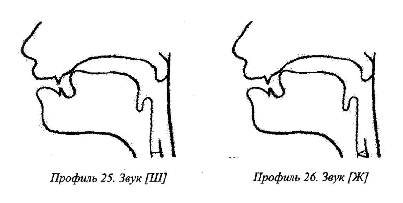 Артикуляция звука ш. Профиль артикуляции звука ш. Правильная артикуляция звуков ш ж. Артикулициооный профильзвука ж. Артикуляция ч