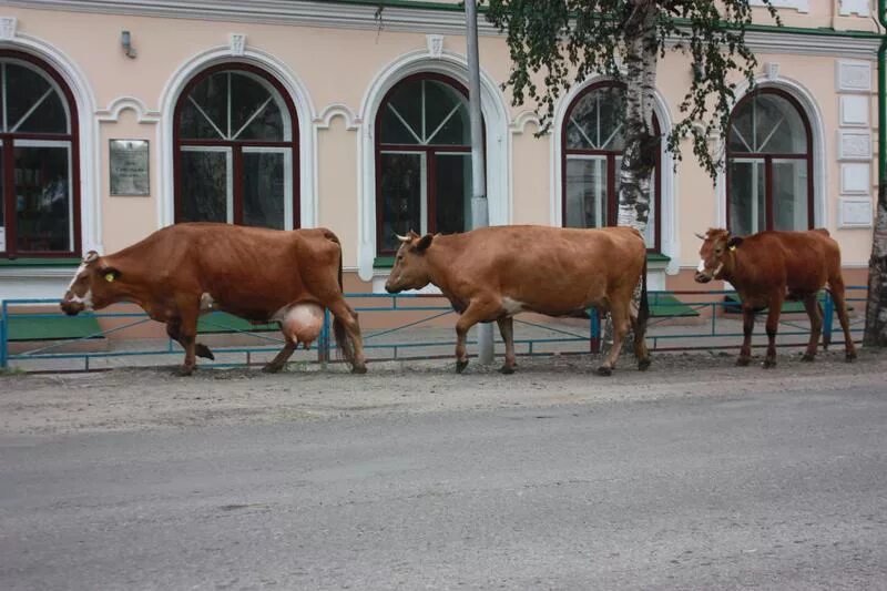 Корова в городской клумбе. Газон с коровами. Буренка город. Буренка город. Коровы cow parade.