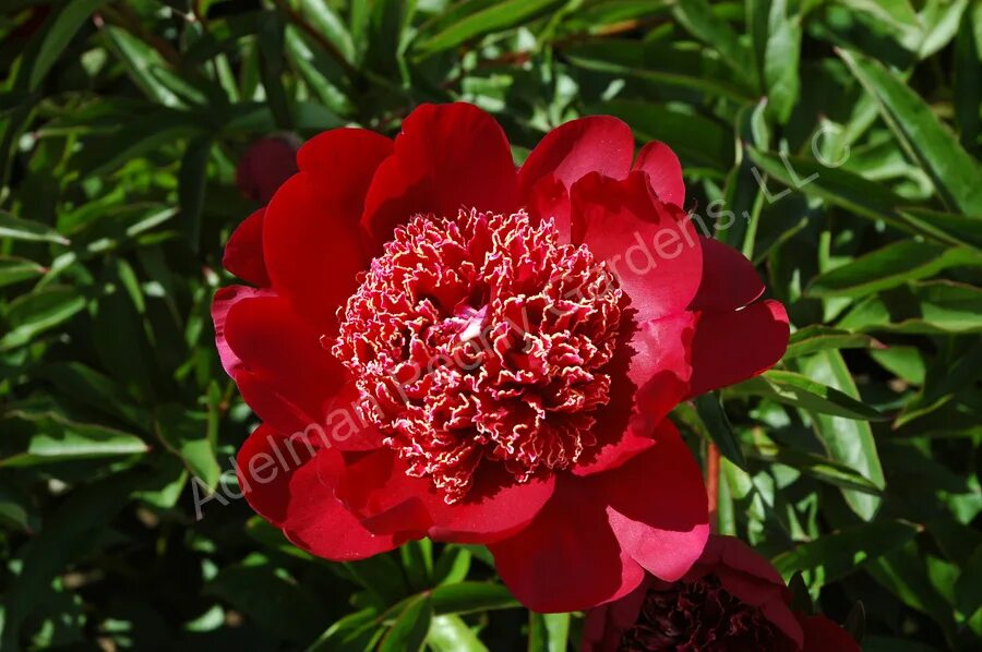 Пион Дон Ричардсон (Paeonia Don Richardson) купить в Москве по низкой цене из пи