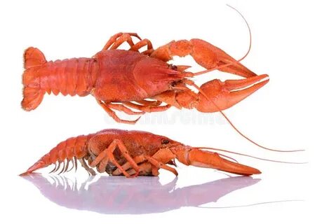 Красный рак королев