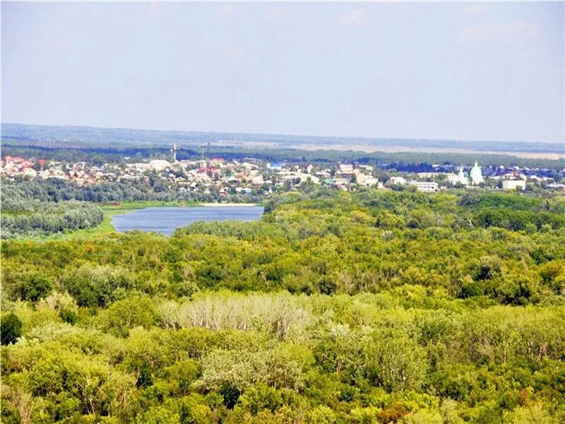 Вешенская лес. Сосновый лес ростовская область. Вешенская сосновый лес ростовская область. Вешенская станица лес. Вешенская сосновый лес ростовская область.