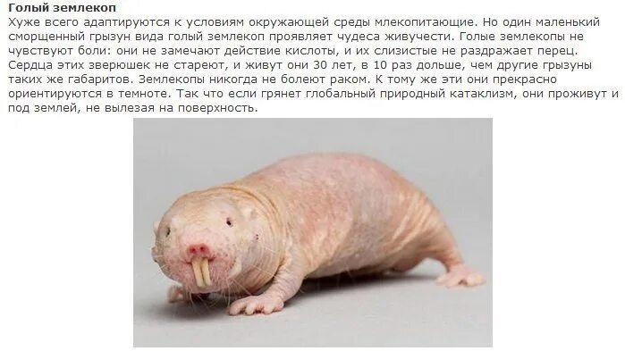 Животные переносчики бешенства. Заболел французского бульдога. Переносчики бешенства. Животное которое не болеет. Вомбат.