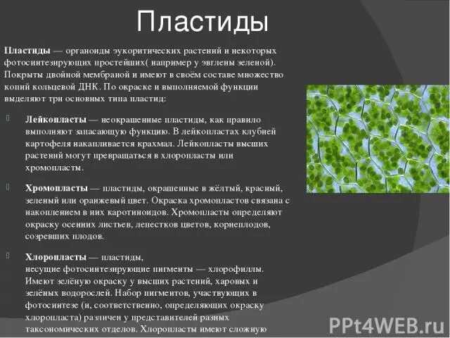 Вставьте в текст пластиды пропущенные термины. Зелёную окраску листьев определяют. окраска листьев в зеленый. каротиноиды в пластидах. пластиды которые определяют зеленую окраску листьев.