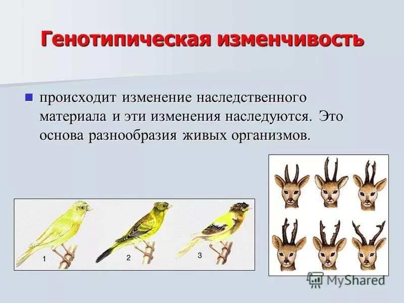 Неопределенные наследственные изменения. Наследственная генотипическая изменчивость. Генотипическая изменчивость комбинативная. Наследственная изменчивость генотипическая изменчивость. Комбинативная наследственная изменчивость.