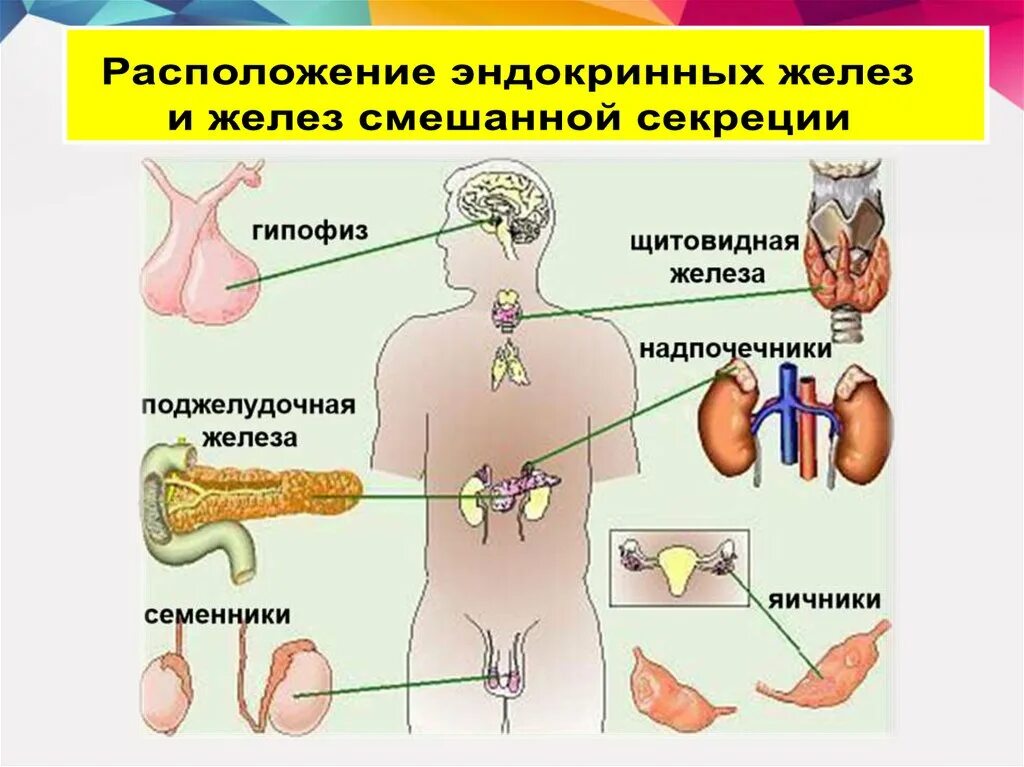 Эндокринная система внешней секреции. Эндокринная система и эндокринные железы. Эндокринная система железы внешней внутренней и смешанной. Железы внутренней секреции анатомия человека строение. Чем характеризуются железы смешанной секреции