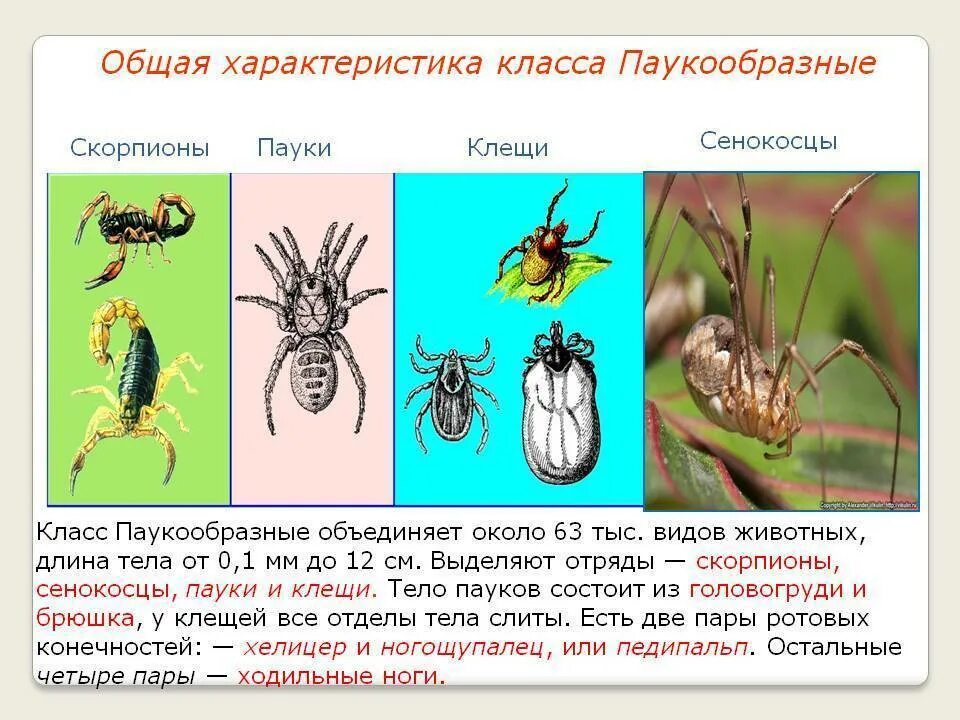 Признаки паукообразных животных. Биология 7 класс паукообразные клещи. Общая характеристика паукообразных. Характеристика паукообразных. Характеристика класса паукообразные.