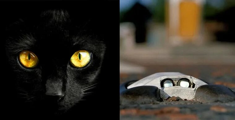 Глаза кошки ночью. Кошачьи глаза светоотражатели. Кот со светящимися глазами. У кошки светятся глаза. Время глазами кошки