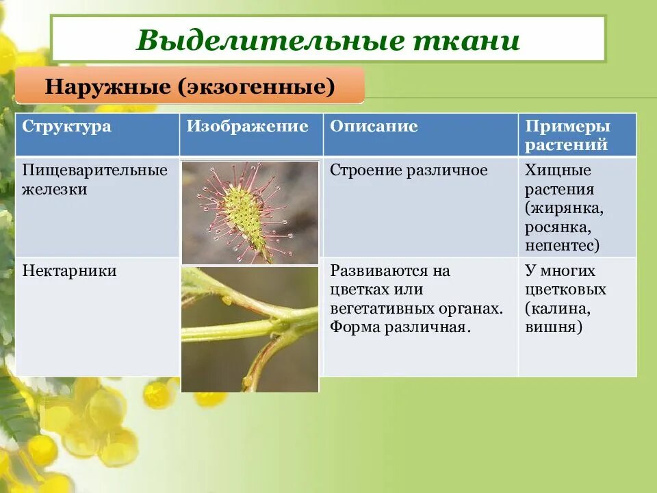 У каких растений появились ткани. Строение клеток выделительной ткани растений. Типы выделительных тканей растений. Выделительная ткань растений функции. Выделительные ткани растений таблица.