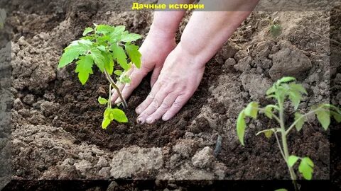 Можно ли сегодня посадить помидоры