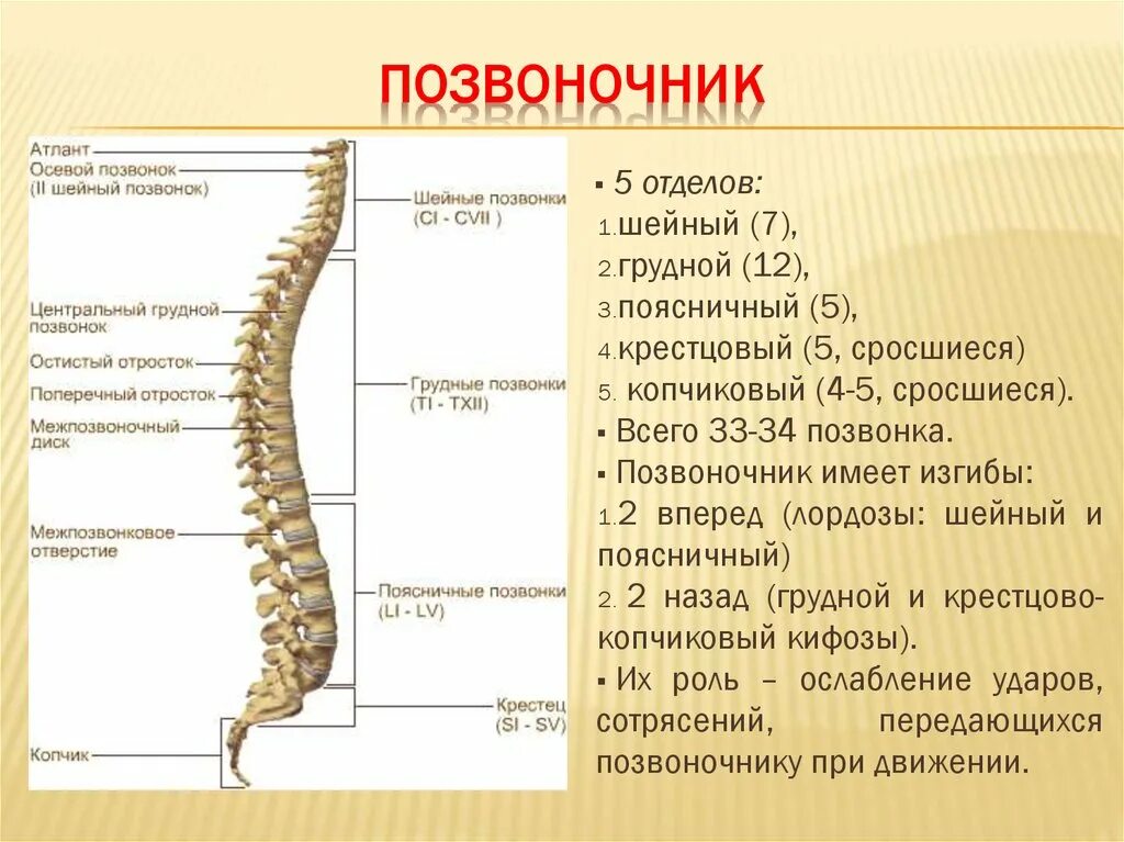 Число позвонков какого отдела позвоночника. Строение скелета отделы позвоночника. скелет позвоночника отдела позвоночника. поясничный отдел позвоночника состоит из 7 позвонков. позвоночный столб состоит из позвонков.