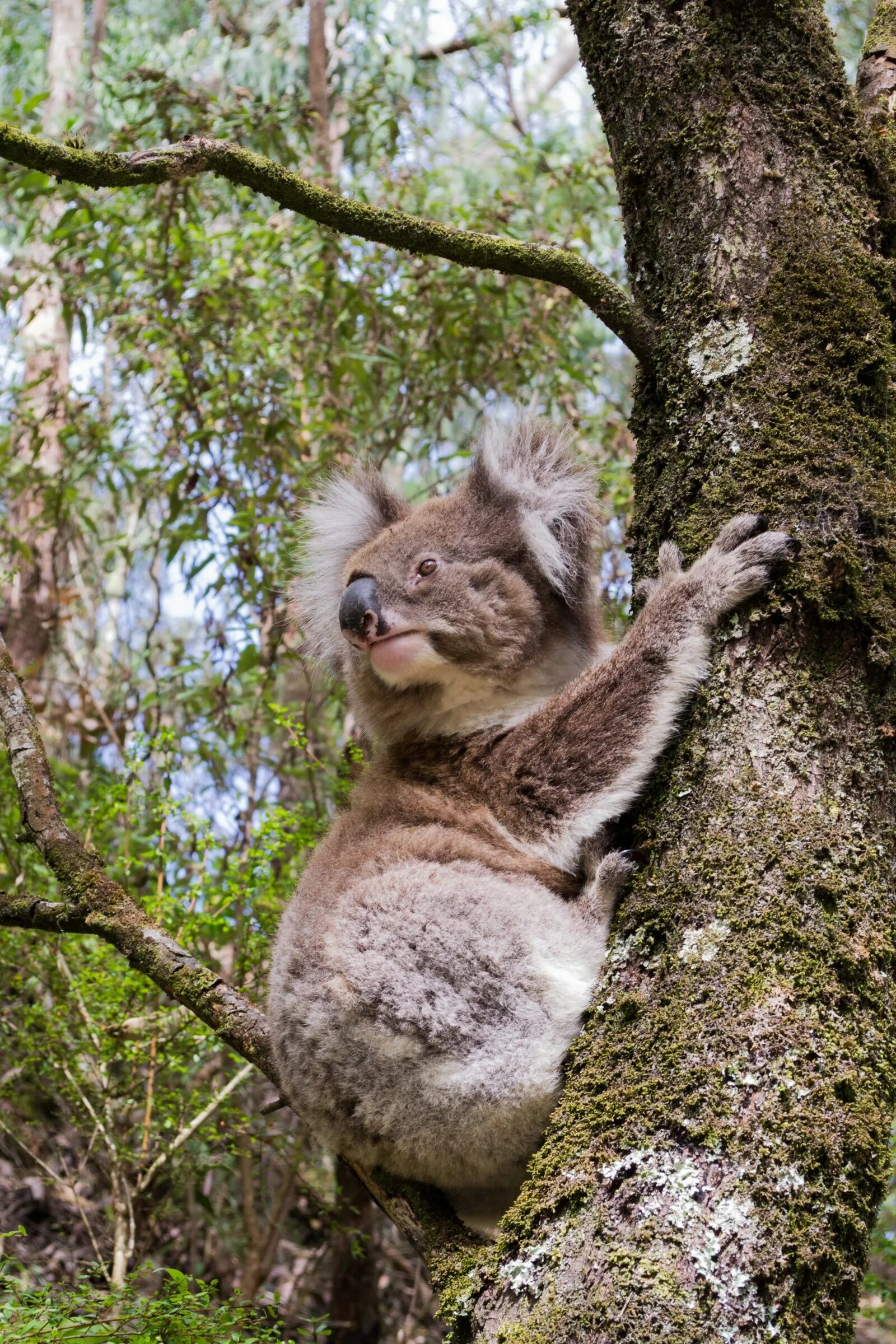 Коала в лесу. Коала в Австралии. Природа Австралии коала. Кенгуру и коала. Австралия лес.
