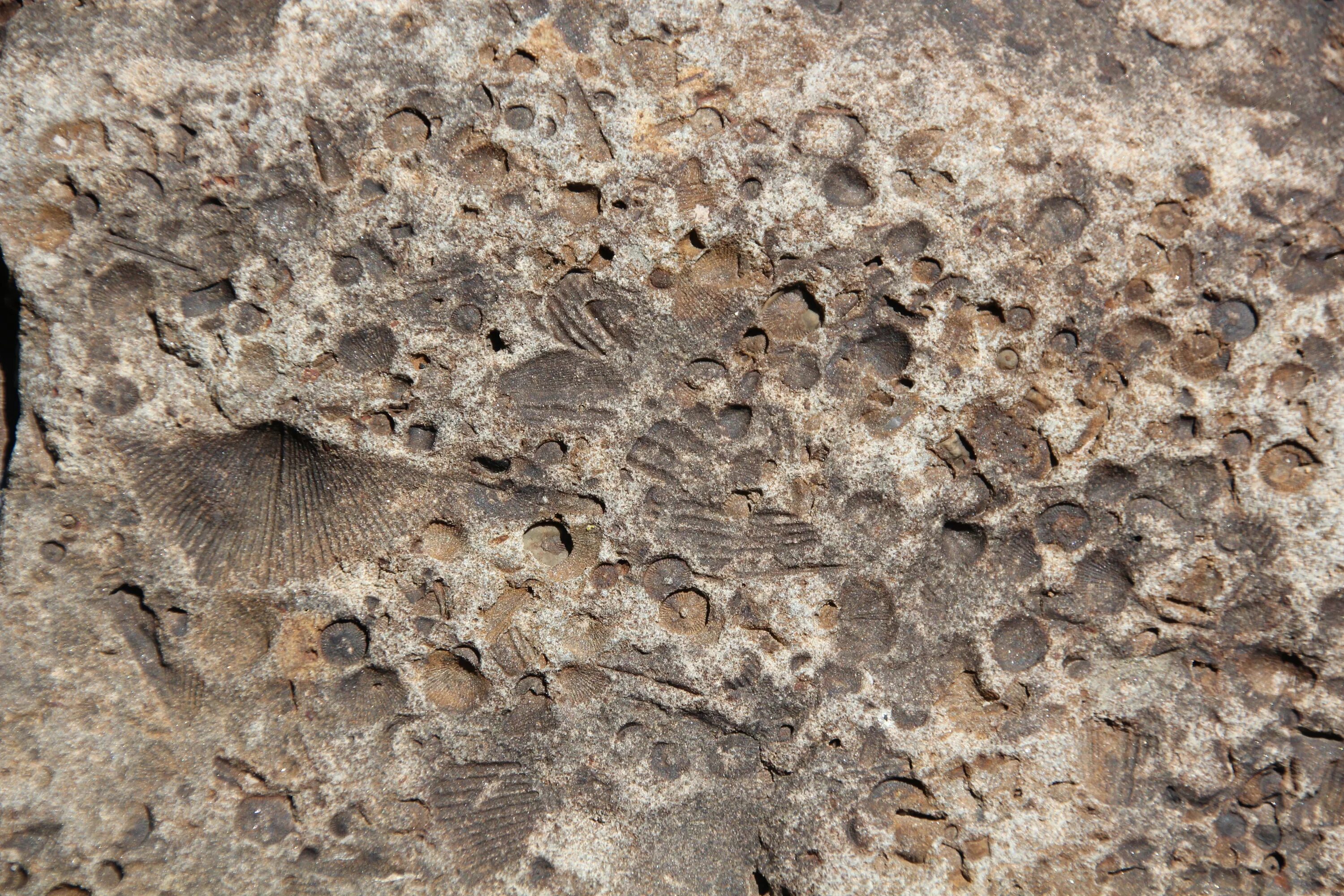 Отпечаток ракушки. Fossil окаменелости. фузулиниды окаменелости. оолитовый известняк. окаменелые ракушки.