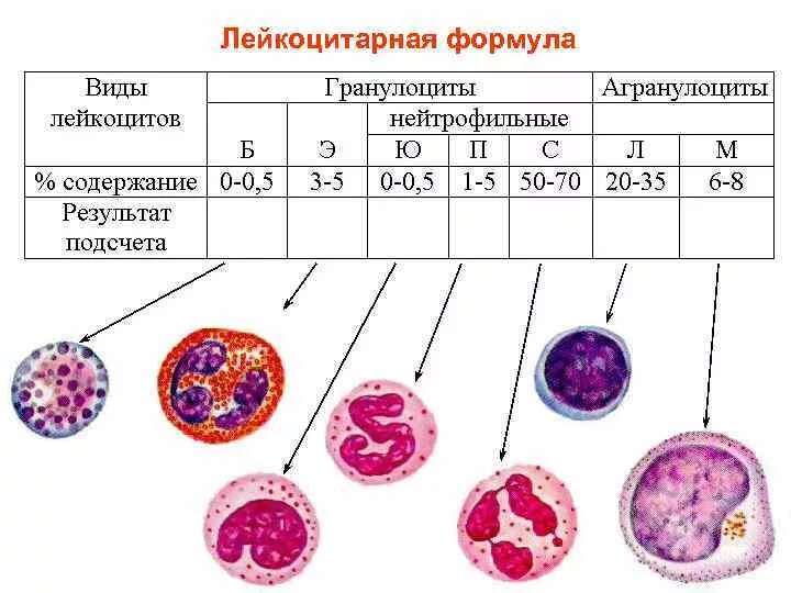 Нормы лейкоцитарной формулы гистология. Подсчет лейкоцитарной формулы формула. Лейкоциты лейкоцитарная формула. Мазок крови лейкоцитарная формула. Величина лейкоцитов человека