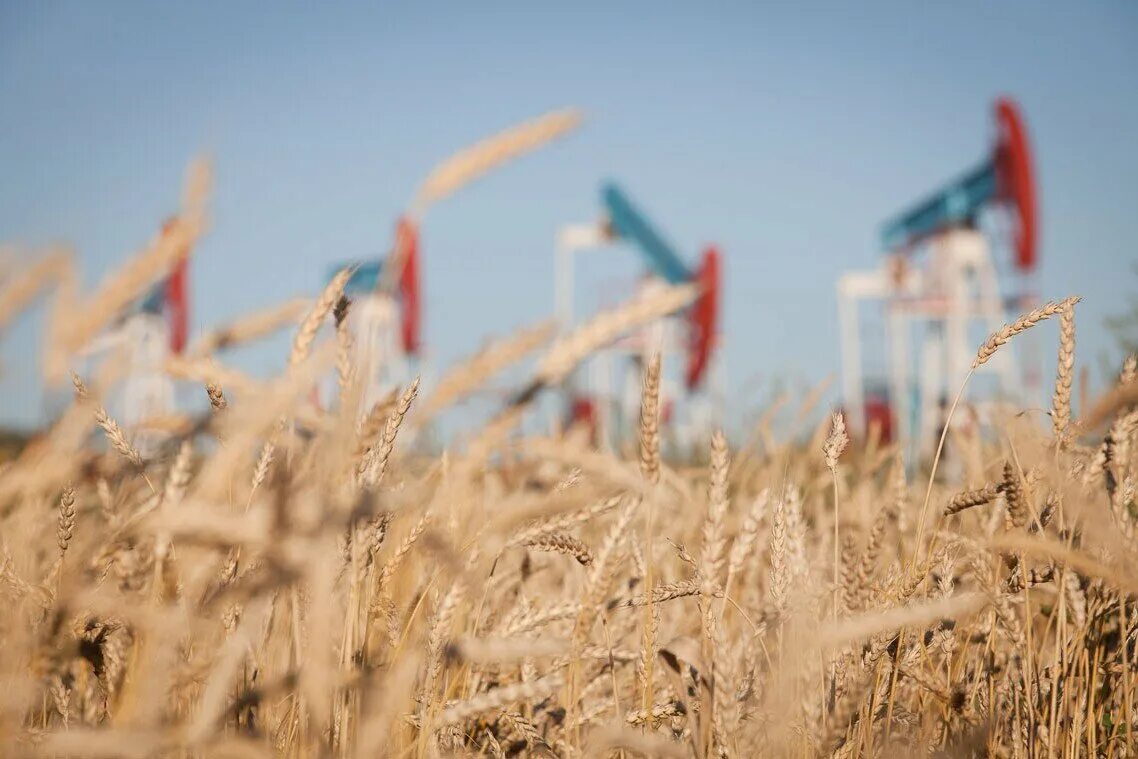Сельскохозяйственный сектор. Нефть и зерно. Нефть в сельском хозяйстве. Нефтяная качалка в пшенице.