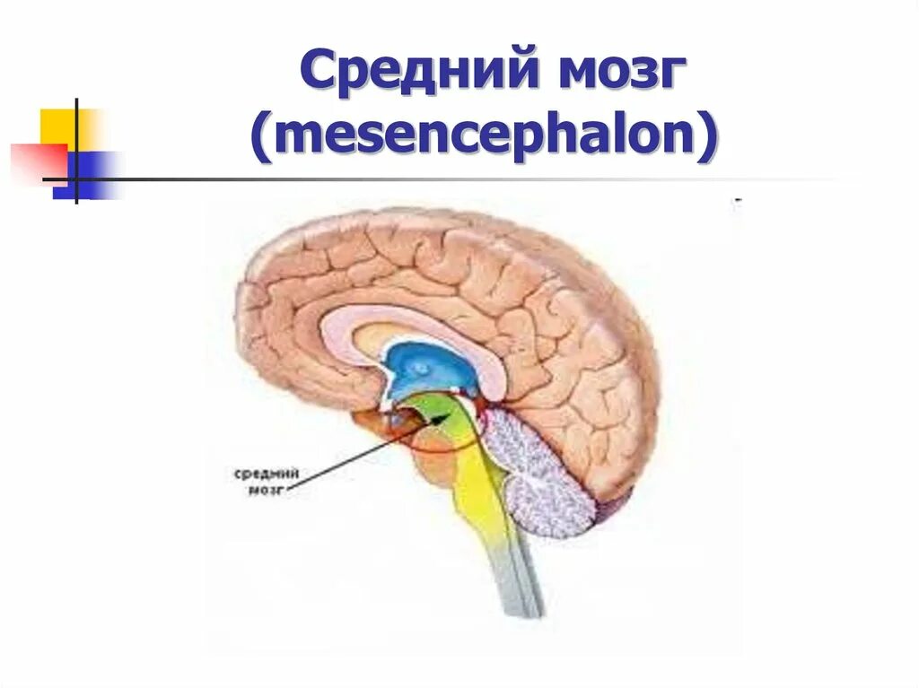Средний мозг является частью. Средний мозг. mesencephalon. мезэнцефальные отделы мозга. мезэнцефальная область мозга строение.