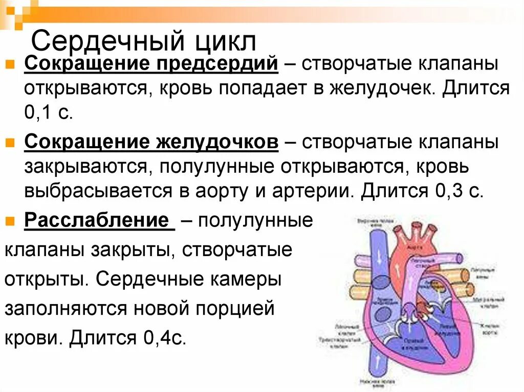 Сокращение предсердий створчатые клапаны. При сокращении предсердий створчатые клапаны. Сердечный цикл задание 8 класс. Сокращение желудочков полулунные клапаны. Расслабление предсердий и желудочков