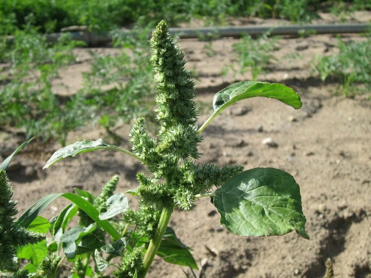 Лекарственный сорняк. Щирица запрокинутая Amaranthus retroflexus. Щирица бурьян. Амарант сорняк щирица. Амарант щирица запрокинутая.