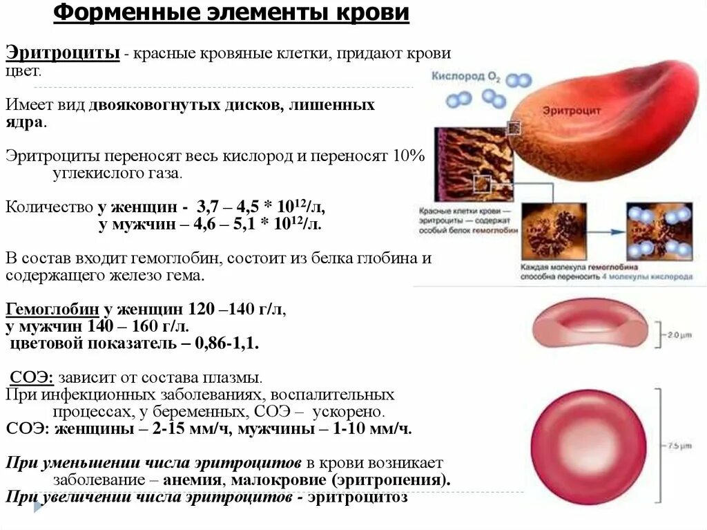 Повышение эритроцитов у мужчин. Повышение количества эритроцитов в крови человека называется. Эритроциты количество в крови в объеме. Эритроциты красные клетки крови. Количество эритроцитов количество форменных элементов у человека.