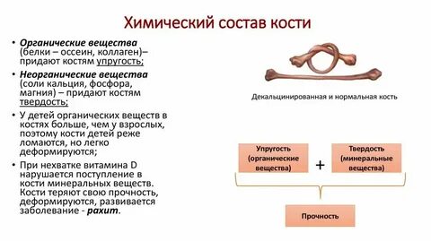 Состав кости органические и неорганические