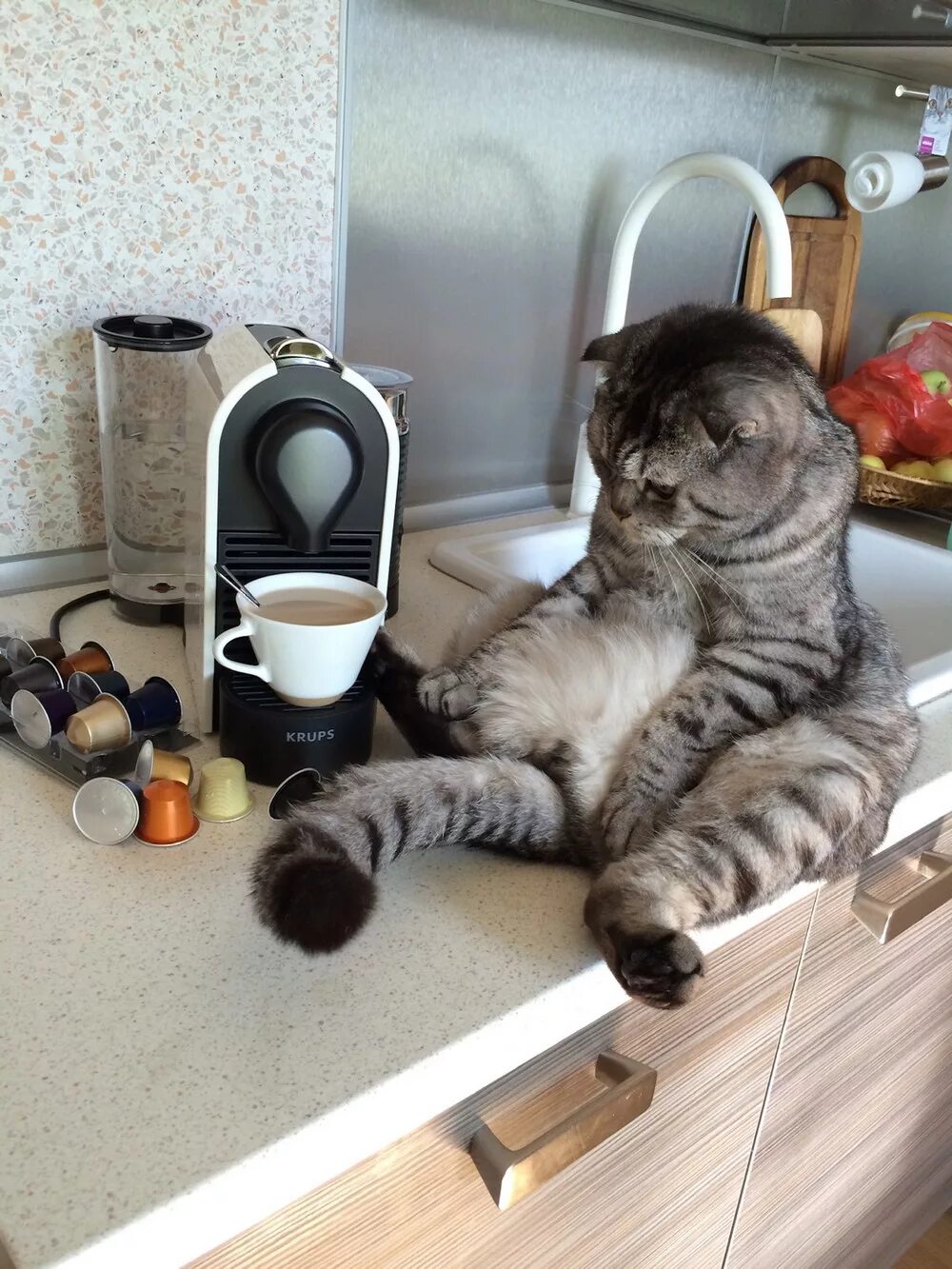 Ставь чайник мам я дома. С добрым утром прикол. Смешные картинки с добрым утром. Доброе утро кот. Доброе утро котики.