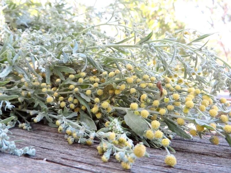 Prevent Snakes in Your Backyard Herbs, Herb seeds, Shade plants