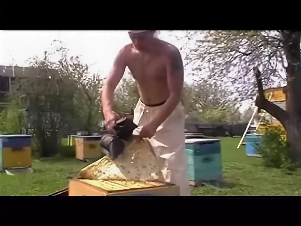 Когда подставлять вощину пчелам. Когда подставлять вощину пчелам