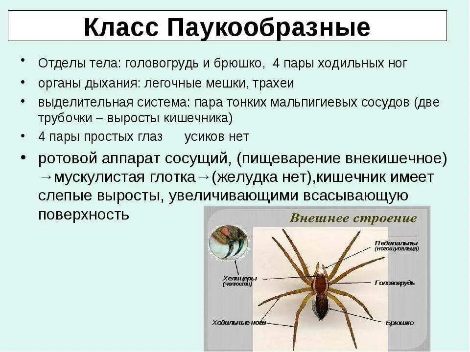 Тип паукообразные 7 класс. Отделы тела паукообразных биология 7 класс. членистоногие представители паукообразные. внешнее строение паукообразных 7 класс по биологии. класс паукообразные 7 класс биология.