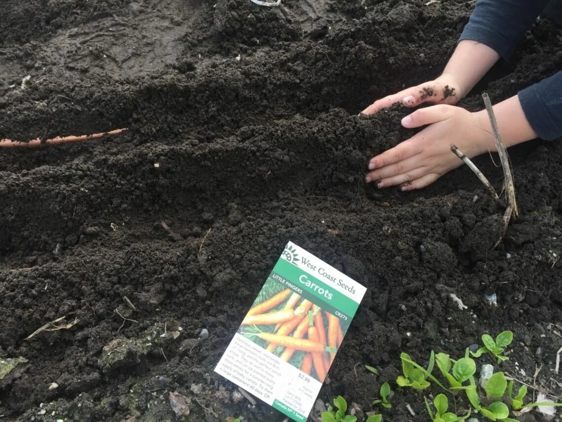 Можно ли посеять морковь. Посадка моркови весной в открытый грунт. Посев моркови весной в открытый грунт в апреле 2022 года. Посадка моркови весной в открытый грунт семенами. Посев моркови.