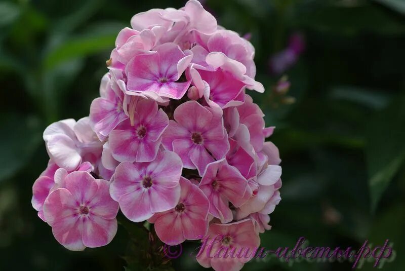 Phlox paniculata (флокс метельчатый) 'Tatjana' Зеленый город