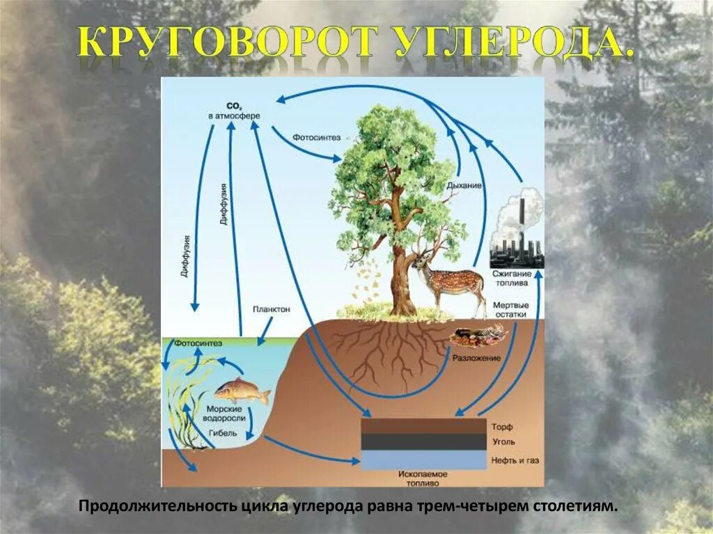 Схема круговорота углекислого газа. Круговорот углерода в природе. Круговорот углерода схема. Круговорот углерода в природе схема. Круговорот атмосферного азота.