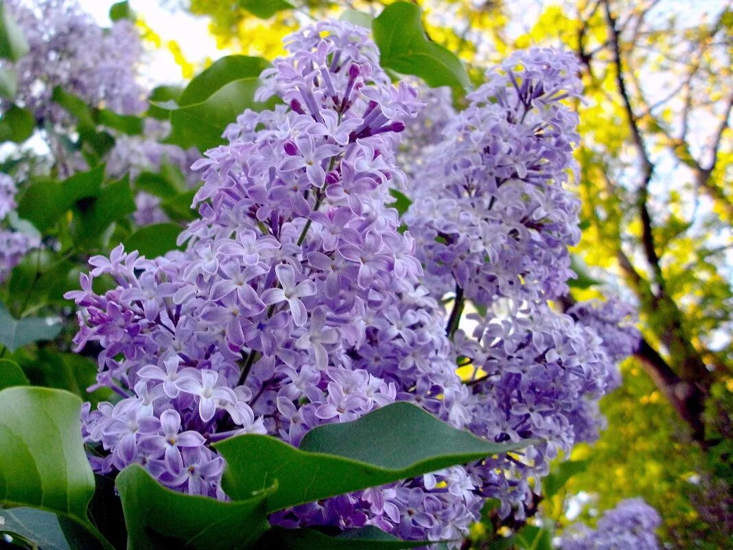 Цветение сирени когда. Расцвела сирень. Сирень Вирджиния Беккер. Syringa vulgaris Amethyst. Цветение сирени.