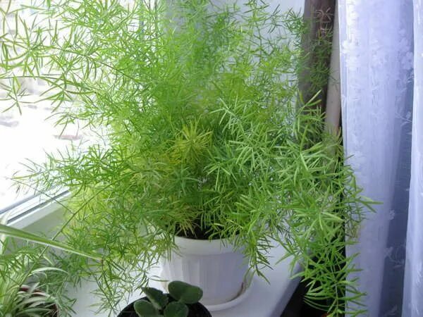 Аспарагус Шпренгера Plantas pendentes, Plantas ornamentais para interiores, Plan