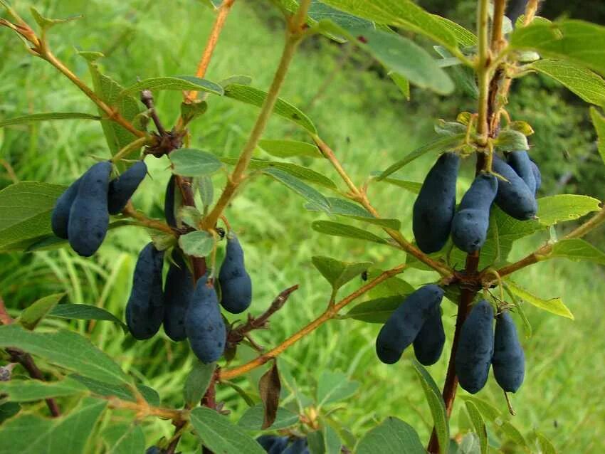 Лучшая жимолость для средней полосы. Жимолость съедобная куст. Жимолость Палласа. Кустарник жимолость Палласа. Жимолость съедобная Амфора.