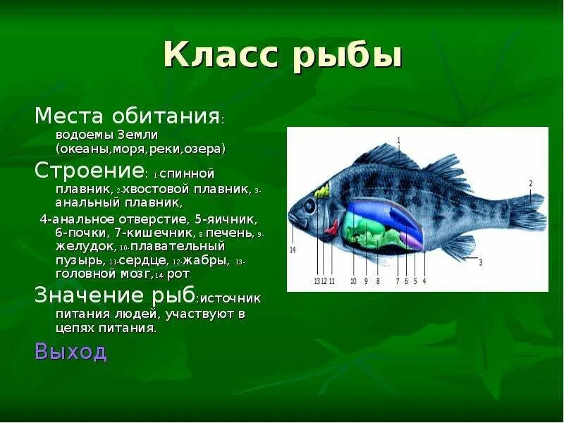 Презентации строение рыб. Рыбы 3 класс окружающий мир. сообщение о рыбе. проект про рыб. доклад о рыбах 3 класс.
