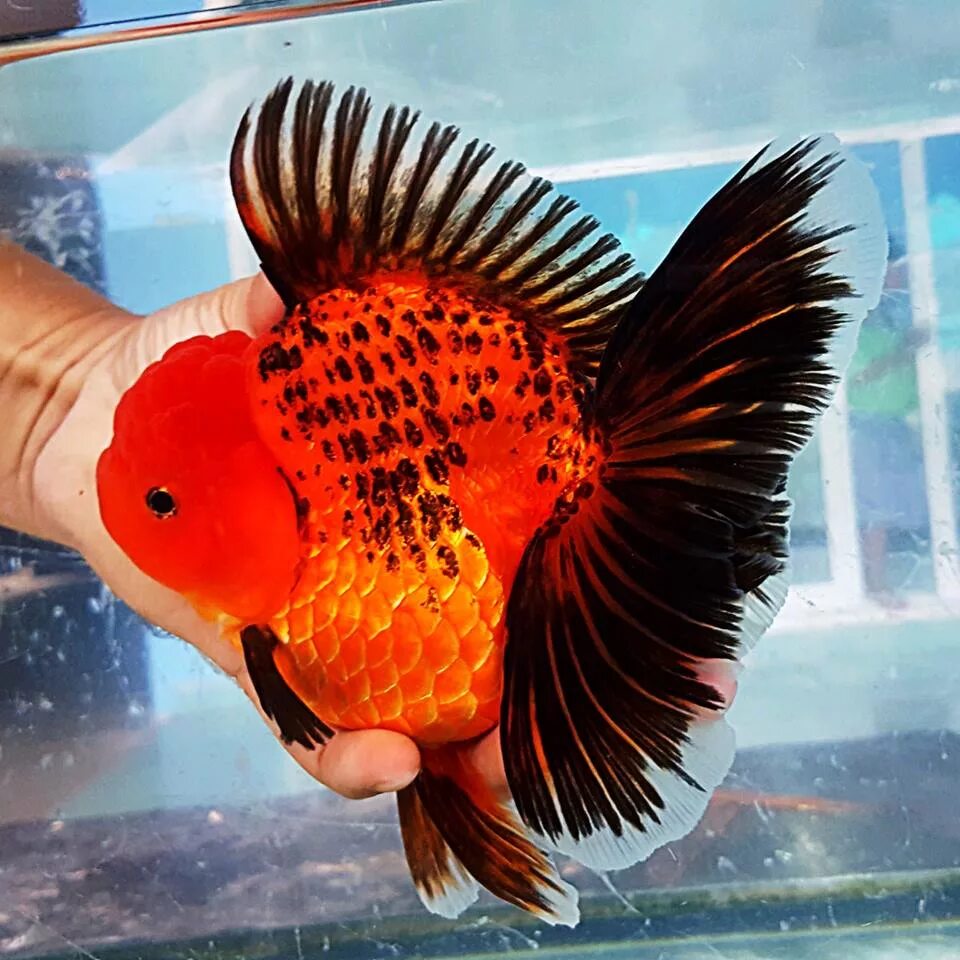 Сколько живут рыбки в домашних условиях. Золотая рыбка Оранда красная. Оранда рыбка аквариумная. Оранда красная тайская. Оранда красная аквариумная рыбка.