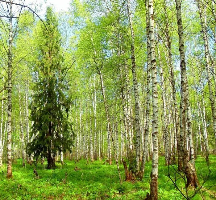 Хвойно мелколиственные. Широколиственные леса береза. Липа широколиственный лес. Хвойно-мелколиственные леса. Смешанный лес ель береза.