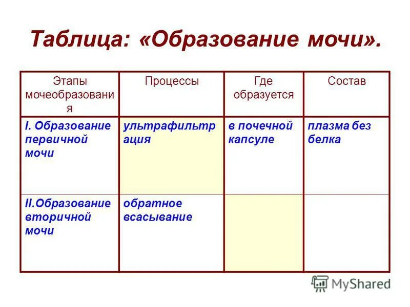 Как образуется первичная и вторичная моча