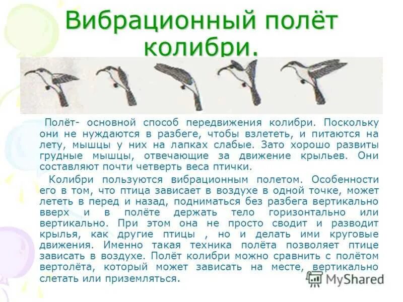 Движение крыльев Колибри. Способы передвижения птиц. Движение крыла Колибри. Класс птицы способ передвижения. Методы полет птицы