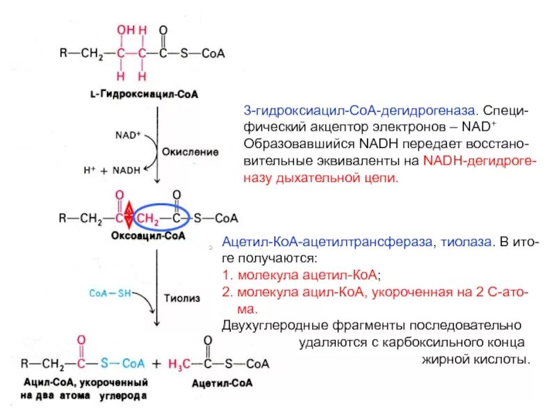 Молекула ацетил коа. Бета окисление ацетил КОА. Бета гидроксиацил КОА окисление. Окисление жирных кислот до ацетил КОА. Ацил КОА Б окисление.